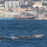 Tag 6 - Dolphins